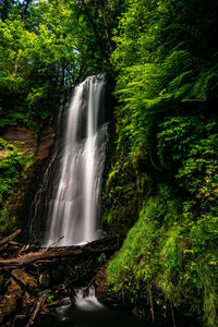 Scenic view of waterfall in forest