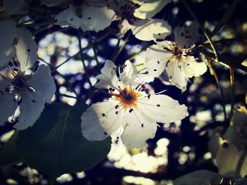 Close-up of white flowers