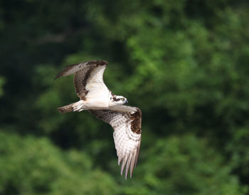 Bird flying against trees