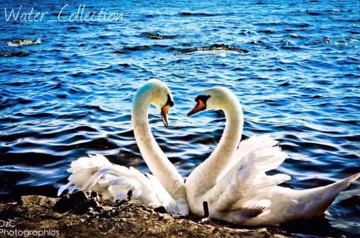 animal themes, water, bird, animals in the wild, wildlife, swan, lake, swimming, white color, rippled, nature, water bird, waterfront, beauty in nature, reflection, two animals, togetherness, outdoors, day, no people