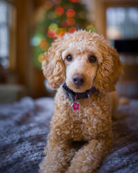 Portrait of dog sitting at home