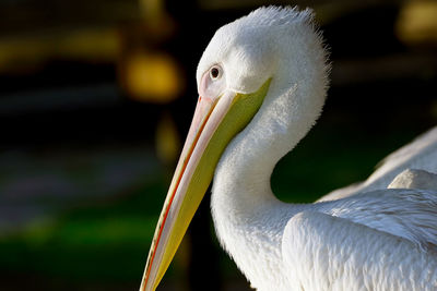 Close-up of pelican