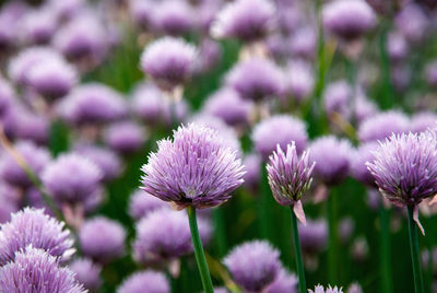 Close-up of flowering plants on field