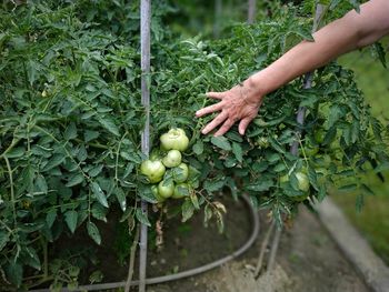 Cropped image of hand holding berries