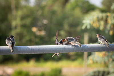 Close-up of birds perching