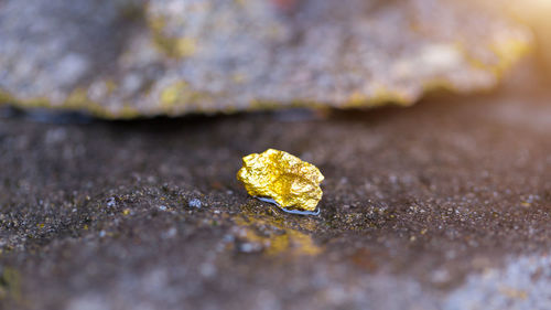 Close-up of yellow leaf on rock