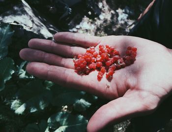 Close-up of hand holding berries