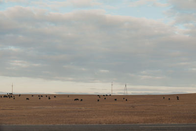 Flock of sheep on a field