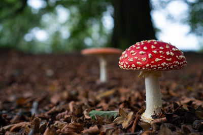 Red mushroom with white dots in the forest