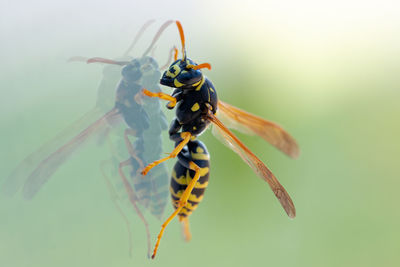 Close-up of insect