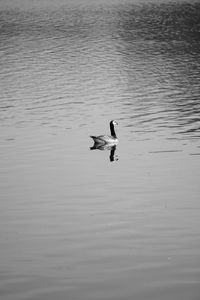 High angle view of duck swimming in lake