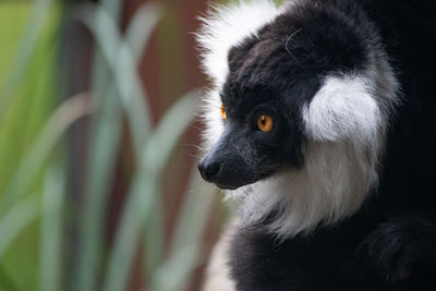 Close-up of dog looking away