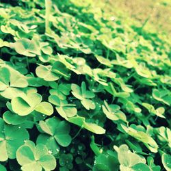 Detail shot of green leaves