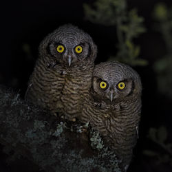 Close-up portrait of owl