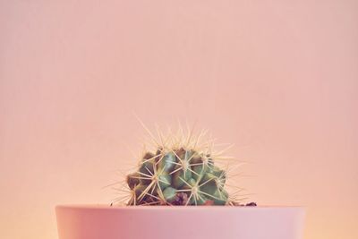 Close-up of potted plant against wall