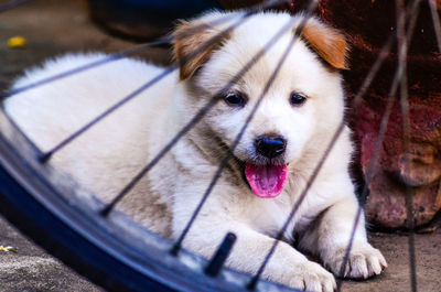 Close-up portrait of dog