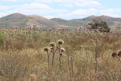 Sheep on field against sky