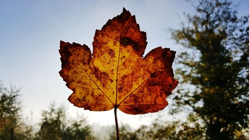 Close-up of dry maple leaf against sky