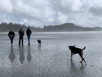 Two dogs in a sea on chesterman beach tofino vancouver island