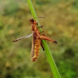 Close-up of insect