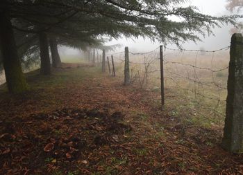 Trees on landscape