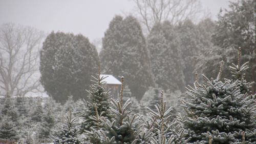 Close-up of frozen trees on field during winter