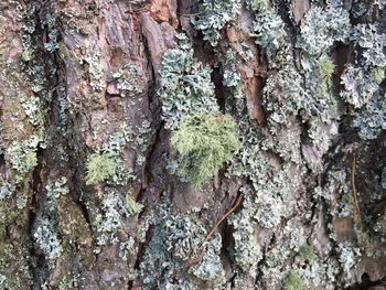 Full frame shot of tree trunk