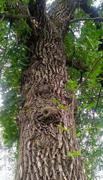 Low angle view of tree trunk in forest