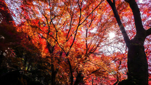 Low angle view of autumnal trees