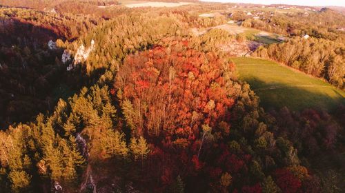 High angle view of trees during autumn