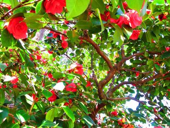 Low angle view of red flowers growing on tree