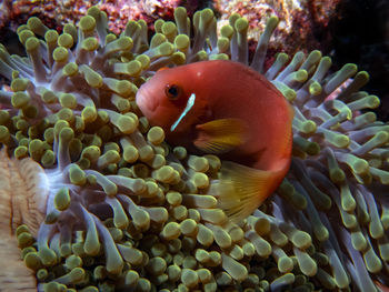 The maldives anemonefish is often found in beautifully coloured anemones amongst the coral