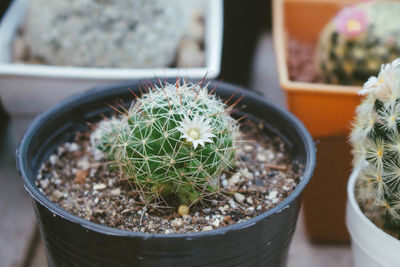 Close-up of succulent plant in pot