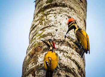 Low angle view of a bird