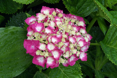 Close-up of pink flowering plant leaves