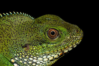 Close-up of lizard over black background