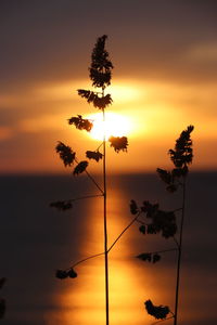 Silhouette plants against romantic sky at sunset