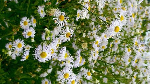 Close-up of white flowers blooming outdoors