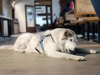 Dog lying on floor