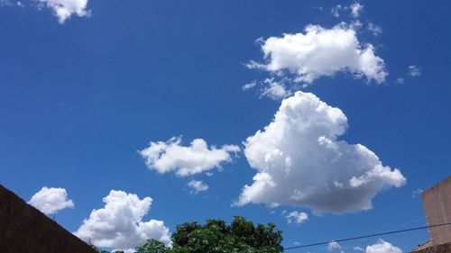 Low angle view of trees against blue sky