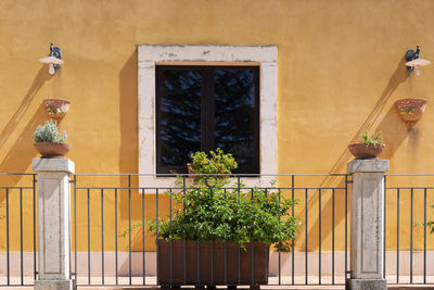 Low angle view of potted plants on building