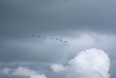 Low angle view of birds flying in sky