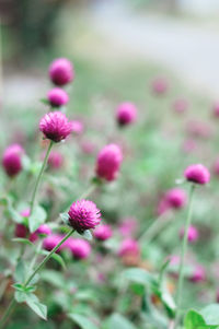 Close-up of pink flowers blooming outdoors