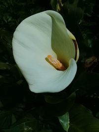 Close-up of flower blooming outdoors