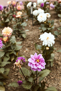 Close-up of pink flowering plant