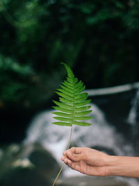 Close-up of hand holding fern leaves