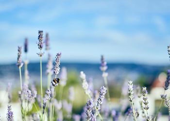 Close-up of purple flowering plants on field against sky