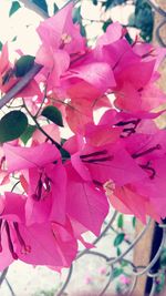 Close-up of pink bougainvillea flowers