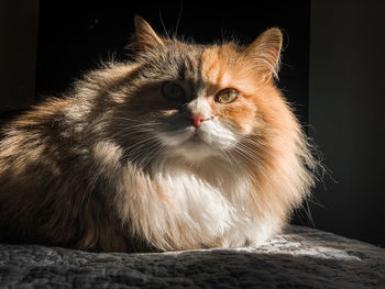 Close-up portrait of cat