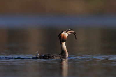 A great crested grebe swallowing its catch